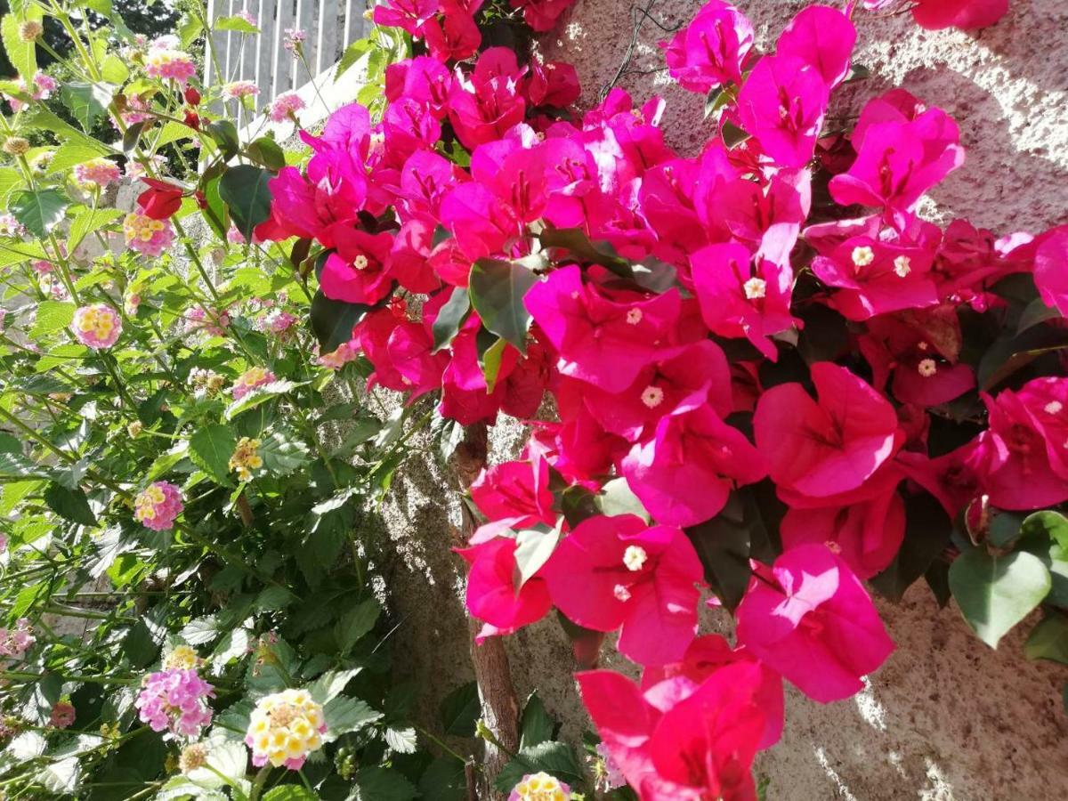 Villa Luka Ντουμπρόβνικ Εξωτερικό φωτογραφία